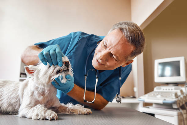 Best After-Hours Dental Trauma Care in Westgate, FL